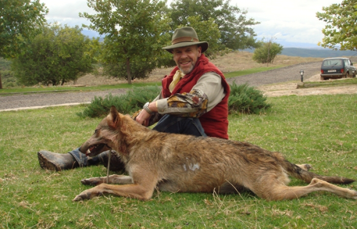 организуем охоту на волка
