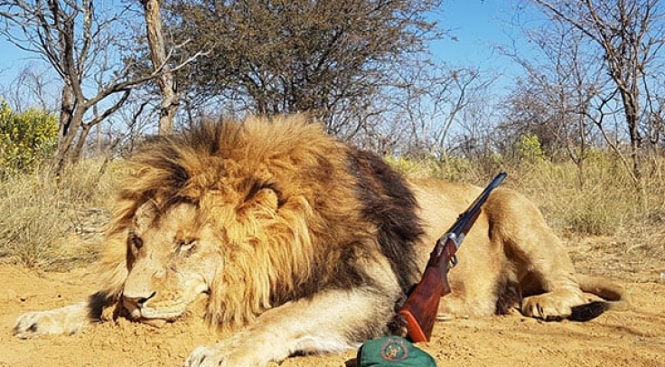 сафари охота на львов в африке
